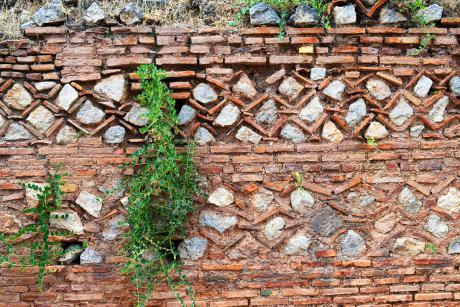 Kapernpflanze an einer Mauer in Griechenland © NiKos Chrisikakis
