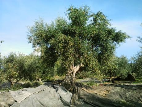 Kurz vor der Olivenernte auf dem Peloponnes © Nikos Chrisikakis